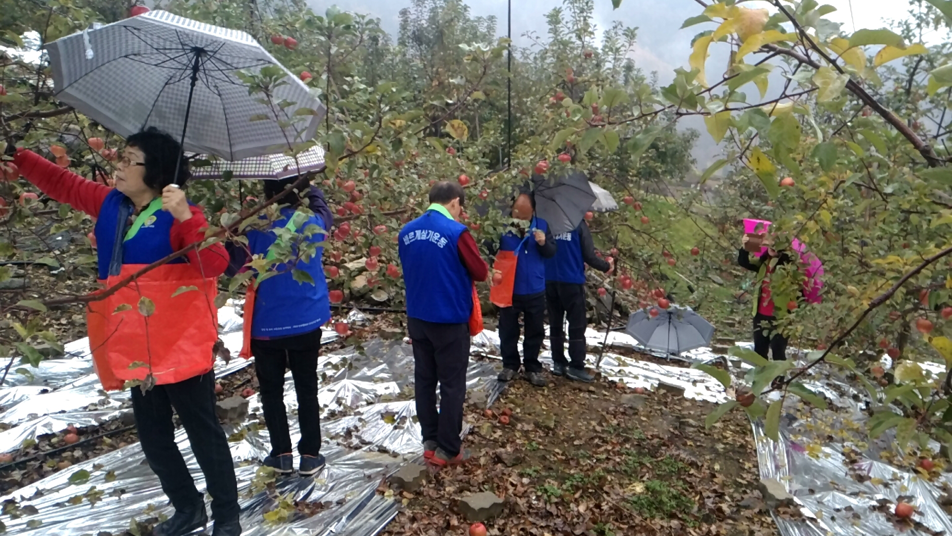 한수면 1사1촌 농촌일손돕기 이미지 3